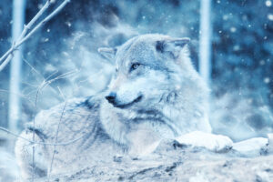 Winter Wolf584013853